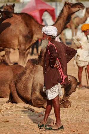 Camel traders with their camels at Pushkar camel festival at pushkar, Rajasthan, India on 19 November 2018のeditorial素材