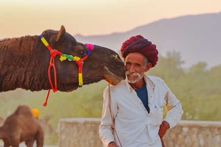 A camel at pushkar fair touching his herders face at Rajasthan, India on 18 November 2018のeditorial素材