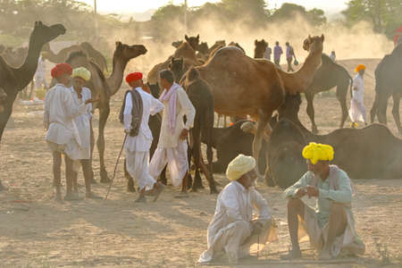 Camel traders negotiating trade of their livestock camels at Pushkar camel fair at Rajasthan, India on 29 Oct 2017のeditorial素材