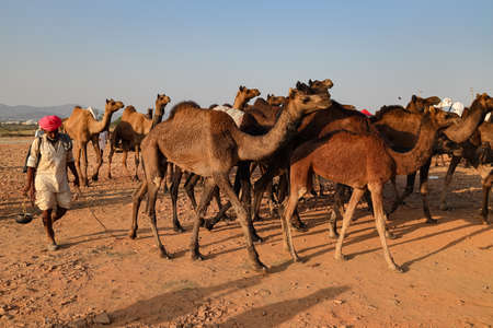 A man walking with his Camel livestock at Pushkar camel fair at Rajasthan, India on 19 November 2018のeditorial素材