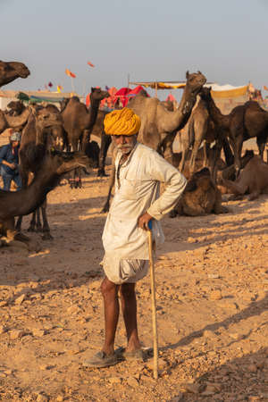 Camel traders with their camels at Pushkar camel festival at pushkar, Rajasthan, India on 19 November 2018のeditorial素材