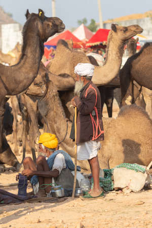 Camel traders with their camels at Pushkar camel festival at pushkar, Rajasthan, India on 19 November 2018のeditorial素材