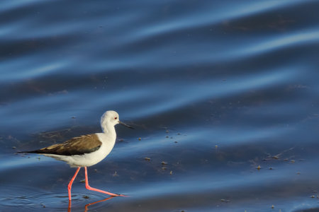Black-necked stilt standing in water (Himantopus himantopus)の写真素材