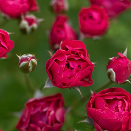 A selective focus macro image of red roses with rose buds and green leaves with dark background