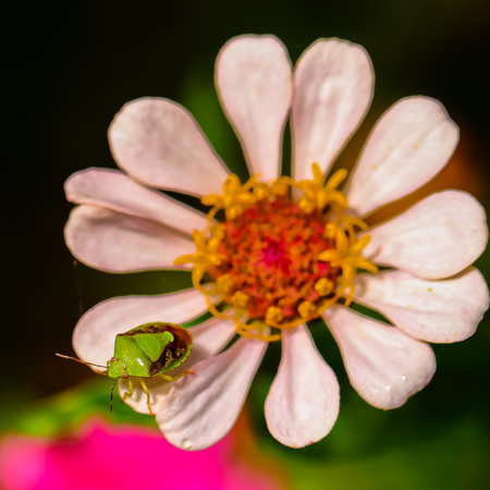 Selective focus Macro image of a green  stink bug from top siting on the petals of a pink flowerの写真素材