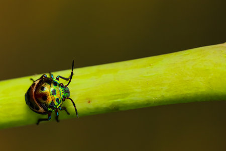 Selective focus Macro image of a  jewel bug with vibrant colors walking on a stem with blur green...
