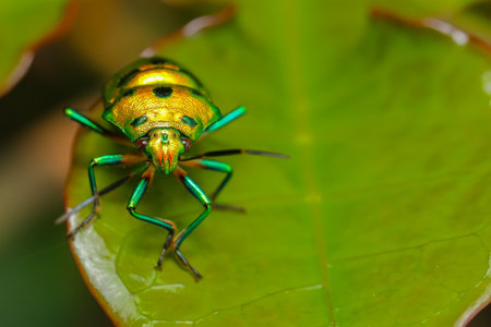 Selective focus Macro image with high dynamic range of a lone jewel bug with vibrant colors siting...