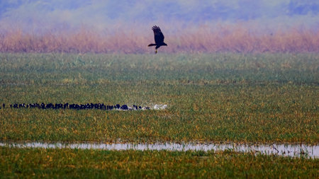 Silhouette of a predator bird hunting smaller water birds in the wetlands