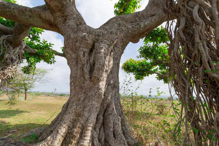 Abstract image of an old banyan tree with many branches and leaves