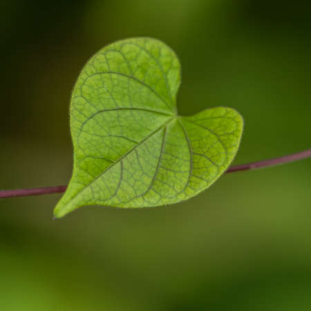 A Green leaf with patterns on it as an Abstract image with blur backgroundの写真素材