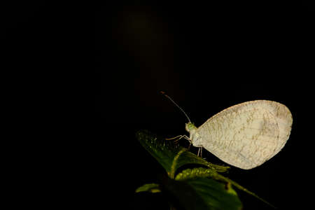 A beautiful small white butterfly perched on a leaf with dark backgroundの写真素材