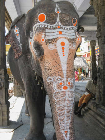 A lone elephant with colorful decoration on its forehead and trunk inside a South India temple in...
