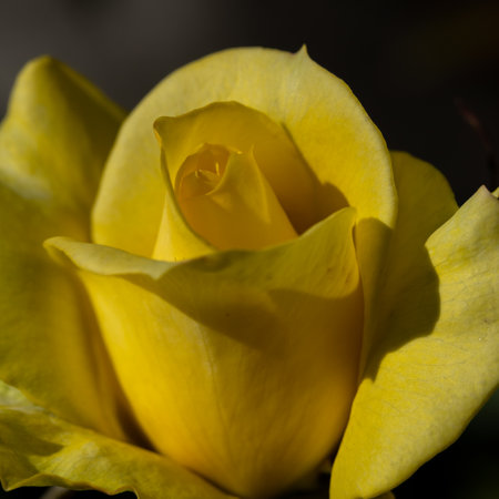 Selective focus shallow depth of field close up Macro image of a yellow rose flower blooming in spring timeの写真素材