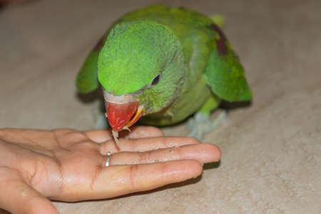 A juvenile parrot being offered food to eat by hand