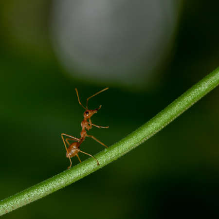 Close up Macro of a red ant walking on a green stem with blurred green backgroundの写真素材