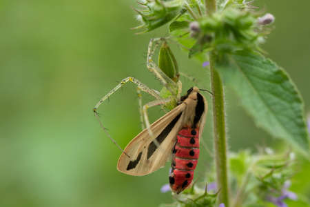 A green spider capturing a brown insect with wings entangled in its webの写真素材