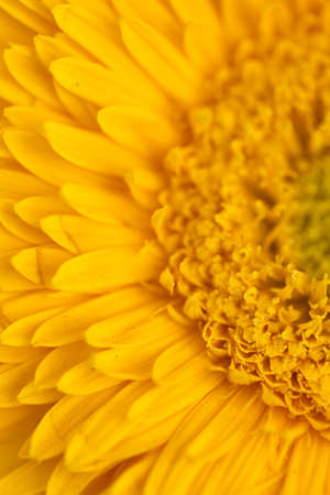 A close up Abstract macro image of a gerbera flower with its petalsの写真素材