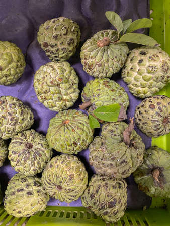 Fresh and ripe Custard Apples also called Sita Fal in Indiaの写真素材