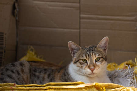 A cat with brown and grey stripes siting and looking at the cameraの写真素材