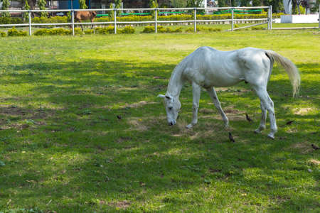 A white adult horse freely grazing grass in open pastureの写真素材