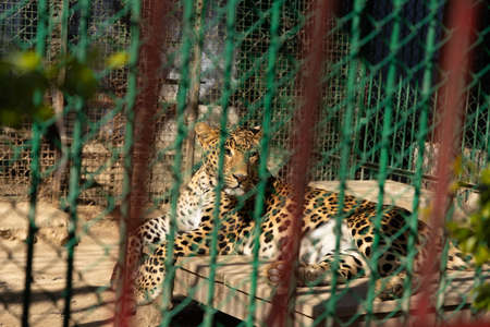 A wild Leopard cat kept siting captive inside a zoo cageの写真素材