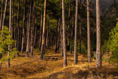 A wide view of pine trees standing straight with dry undergrowth during autumn seasonの写真素材