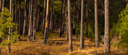 A panorama of trees standing straight with dry undergrowth during autumn seasonの写真素材