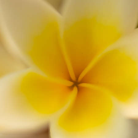 Selective focus image of a golden yellow flower as fine artの写真素材