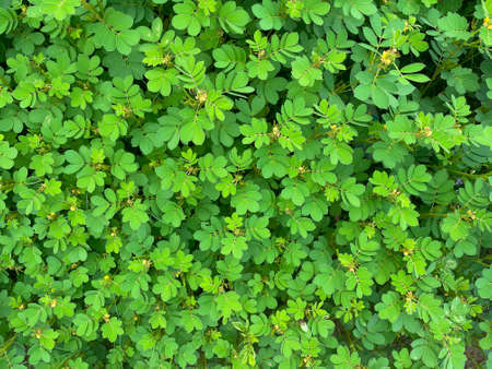 Dense Green leaves together forming a beautiful nature backgroundの写真素材