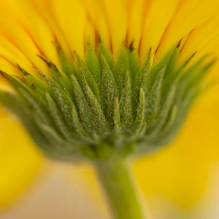 An abstract image of a yellow gerbera flower blooming with blur backgroundの写真素材