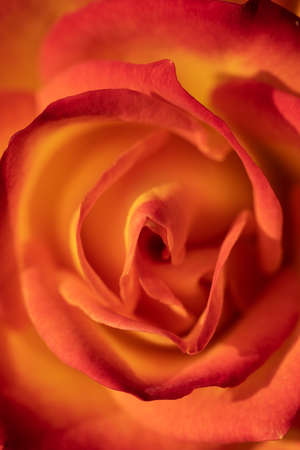 Close up of an orange rose blooming with  petals as a texture and backgroundの写真素材