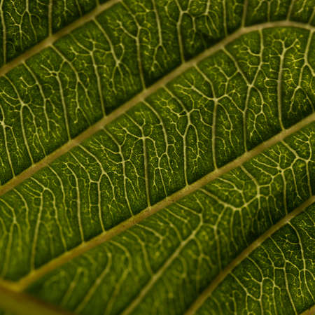 An Abstract close up macro of a green leaf with patterns and textureの写真素材