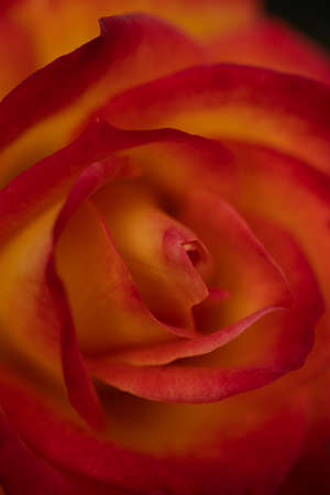 Close up of an orange rose blooming with  petals as a texture and backgroundの写真素材