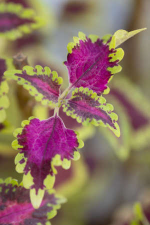Abstract image of Leaves with bright colors and beautiful pattern and shapesの写真素材