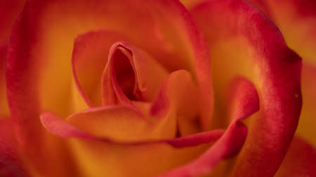 Close up of an orange rose blooming with  petals as a texture and backgroundの写真素材