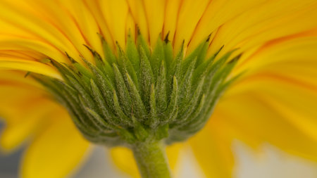 An abstract image of a yellow gerbera flower blooming with blur backgroundの写真素材