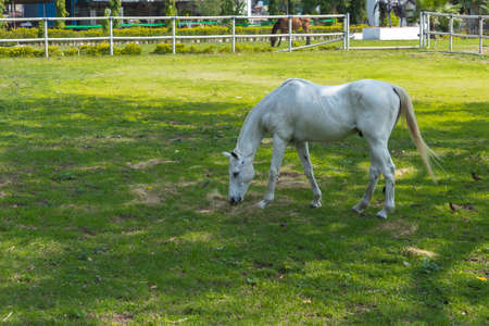 A beautiful white horse grazing in the open pastures of a ranchの写真素材
