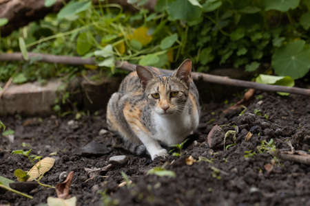Portrait of a cat with white and brown fur siting aloneの写真素材