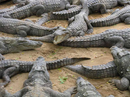 Many crocodiles relaxing on sand and water inside an enclosureの写真素材