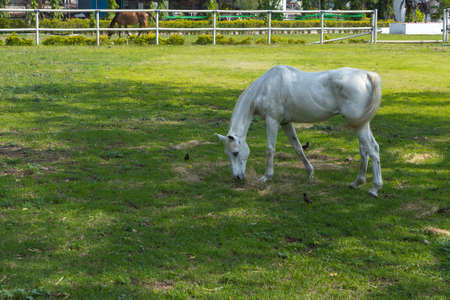 A beautiful white horse grazing in the open pastures of a ranchの写真素材