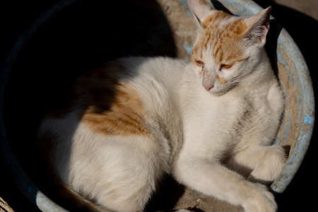Portrait of a cat with white and brown fur siting aloneの写真素材