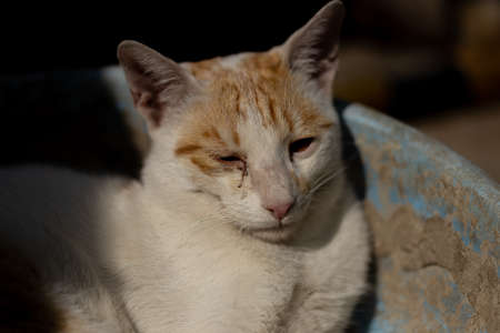 Portrait of a cat with white and brown fur siting aloneの写真素材