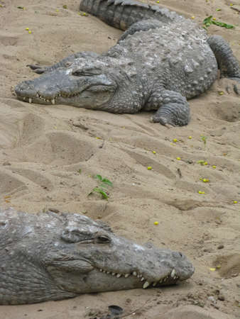 Many crocodiles relaxing on sand and water inside an enclosureの写真素材
