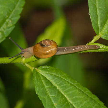 Close up macro image of a snail moving on a green leafの写真素材