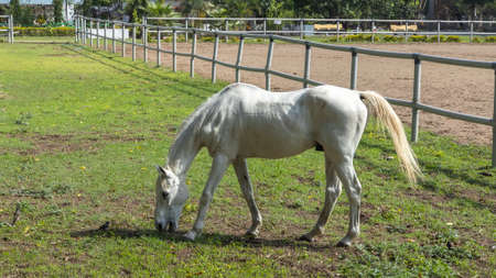 A beautiful white horse grazing in the open pastures of a ranchの写真素材