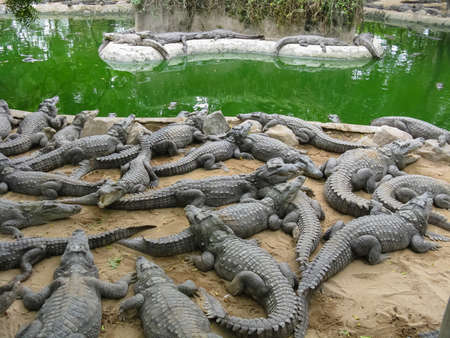 Many crocodiles relaxing on sand and water inside an enclosureの写真素材