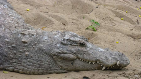 Selective focus close up portrait of a crocodile resting on sand with its his tooth and claws visibleの写真素材