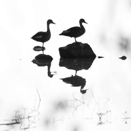 Silhouette of two geese standing with their reflection on water in a high key imageの写真素材