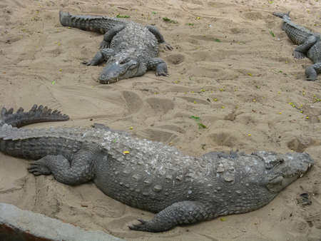 Many crocodiles relaxing on sand and water inside an enclosureの写真素材