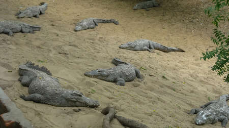 Many crocodiles relaxing on sand and water inside an enclosureの写真素材